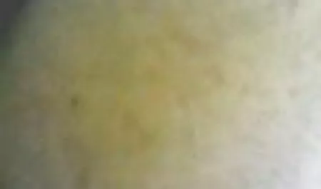 سگ سفید را ترجیح می فیلمانال دهند, سیاه, خروس-حجم. 2